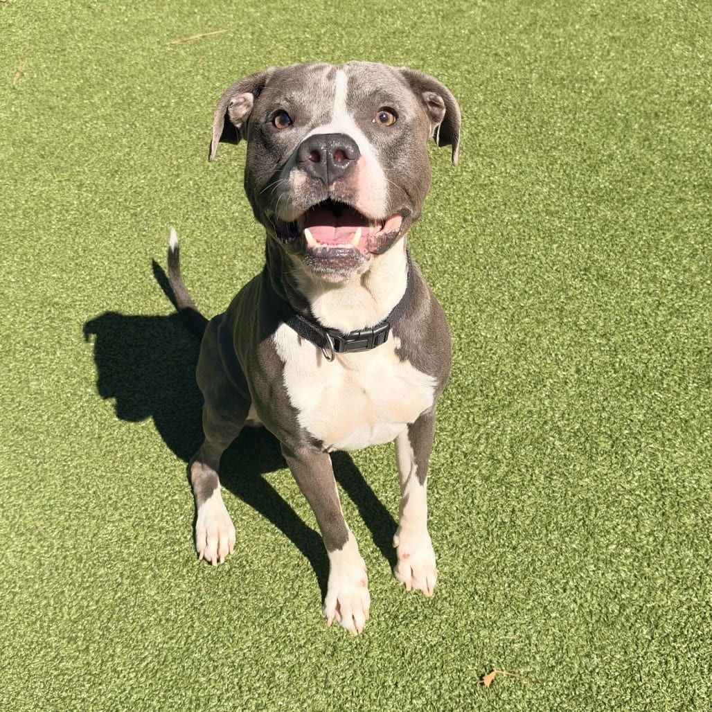 Photo of Bruce, adoptable Terrier, American Pit Bull in Greensboro, North Carolina