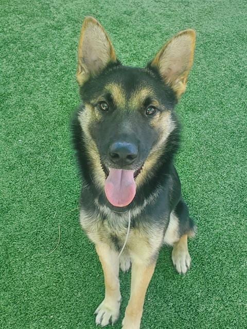 Photo of Jasper, adoptable German Shepherd Dog in Castaic, California