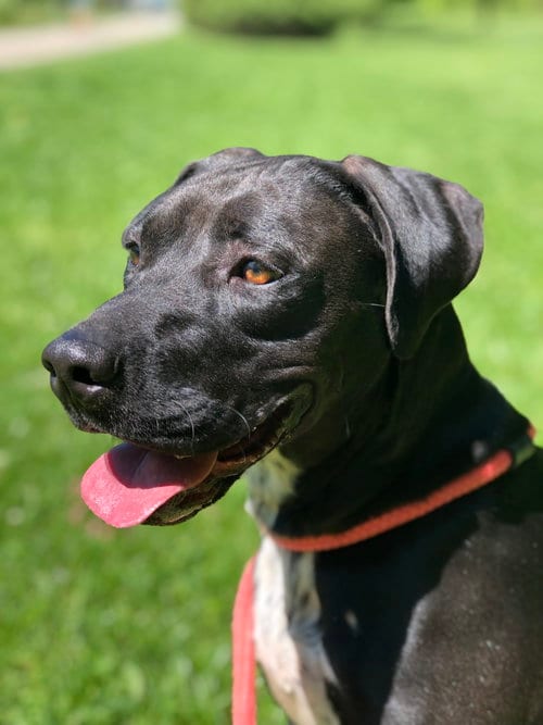 Photo of Caleesi, adoptable Mountain Cur in Elkins, West Virginia
