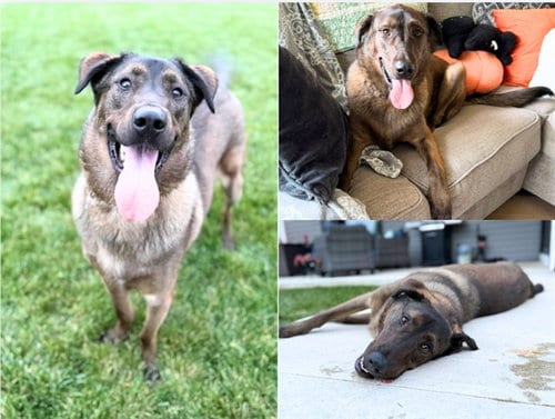 Photo of Falcon, adoptable German Shepherd Dog in Fort Wayne, Indiana