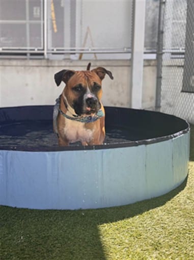 Photo of Prime, adoptable Terrier in Miami, Florida