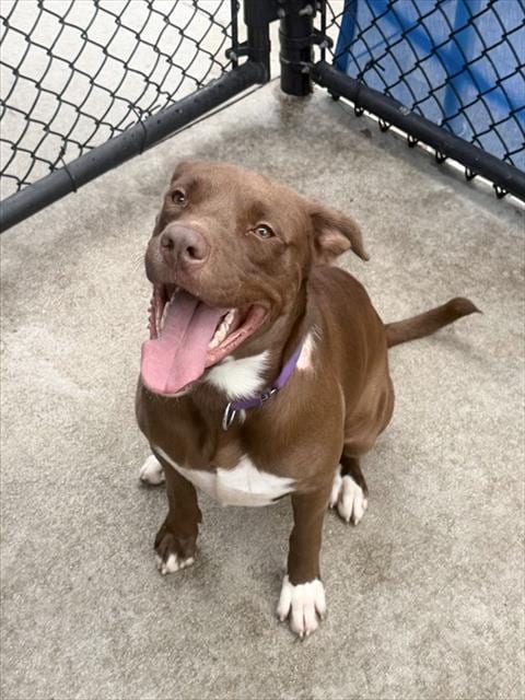 Photo of Copper, adoptable American Bulldog in Miami, Florida