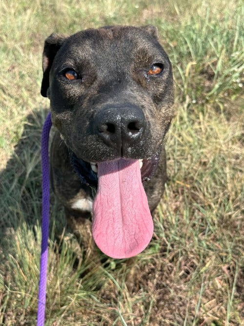 Photo of Castiel, adoptable Pit Bull Terrier in Newcastle, Oklahoma