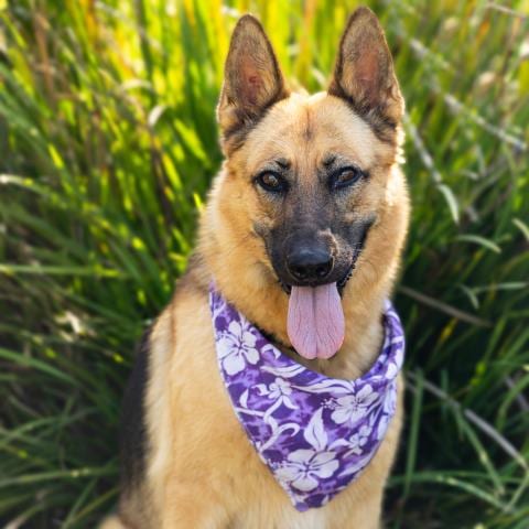 Photo of Isabella, adoptable German Shepherd Dog in Camarillo, California