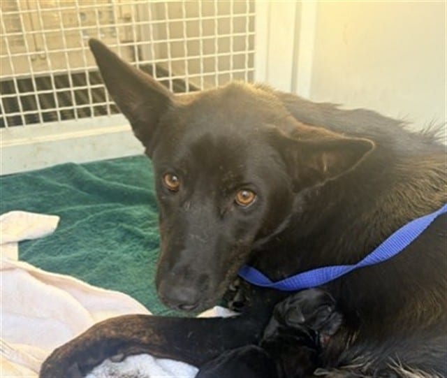 Photo of Senior German Shepherd Dog mix, adoptable German Shepherd Dog mix in Devore, California
