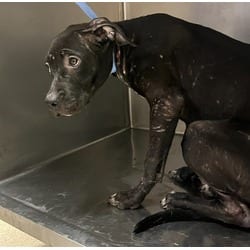 Photo of Poppy, adoptable American Pit Bull Terrier in Jurupa Valley, California