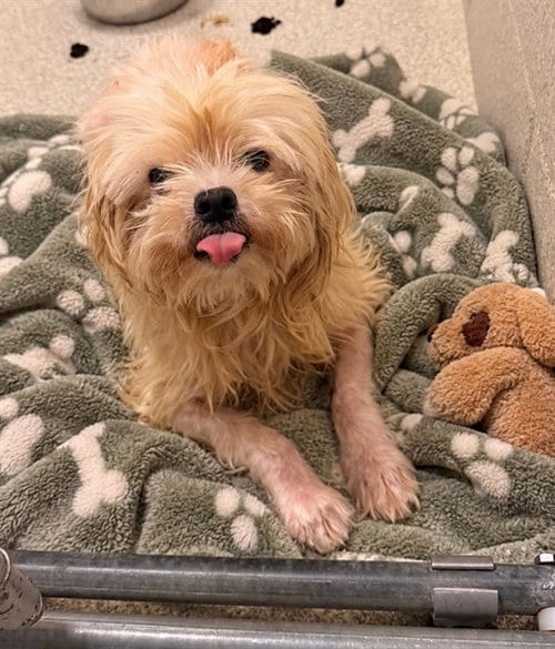 Photo of Elmo, adoptable Shih Tzu in Statesville, North Carolina