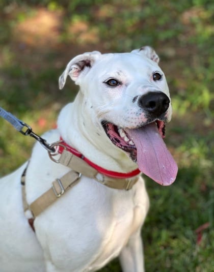 Photo of Malu, adoptable Terrier, Pit Bull/Mix in Annapolis, Maryland