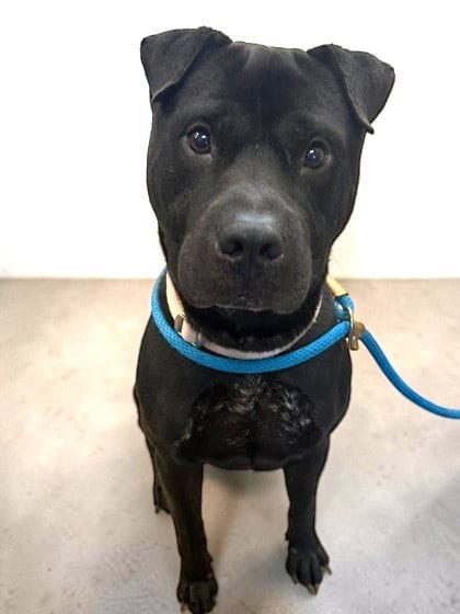 Photo of Night, adoptable Shar Pei in Inverness, Florida