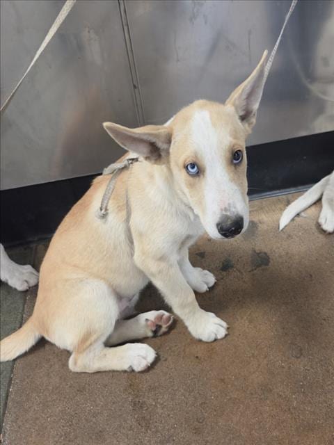 Photo of Hamlet, adoptable German Shepherd Dog in Van Nuys, California