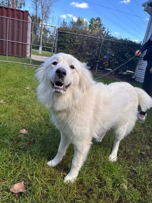 Photo of Malibu, adoptable Great Pyrenees in Muskegon, Michigan