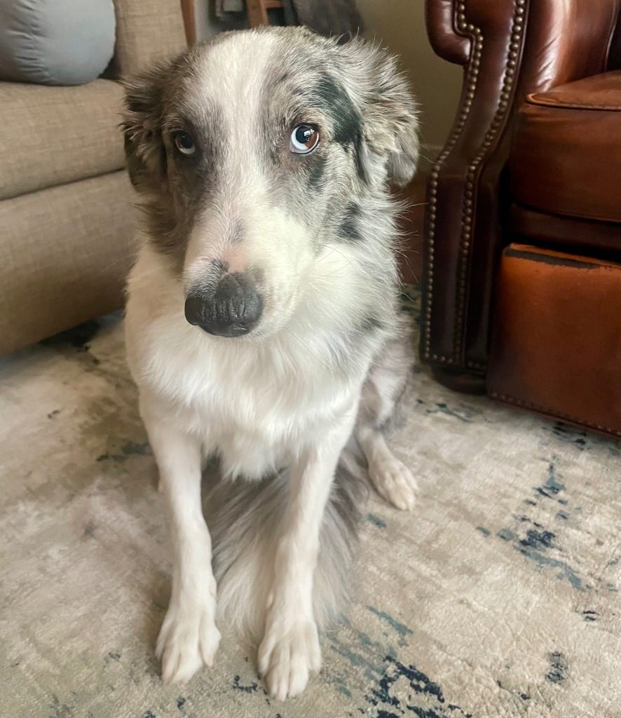 Photo of Dizzy - Heartland No. 66, adoptable Border Collie in Texas