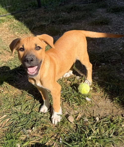Photo of Georgia : Madison, adoptable Shepherd in Aurora, Indiana