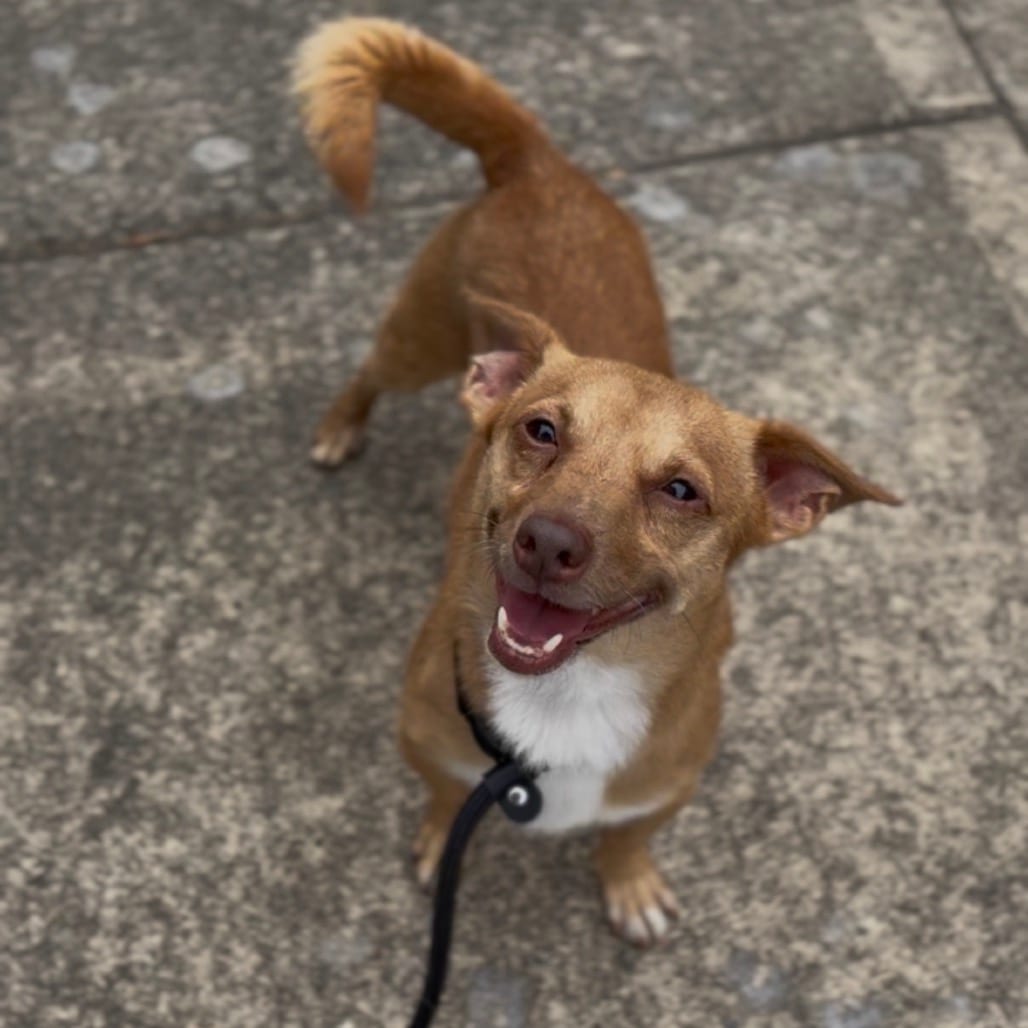 Photo of Bentley, adoptable Chihuahua, Short Coat in Newberg, Oregon
