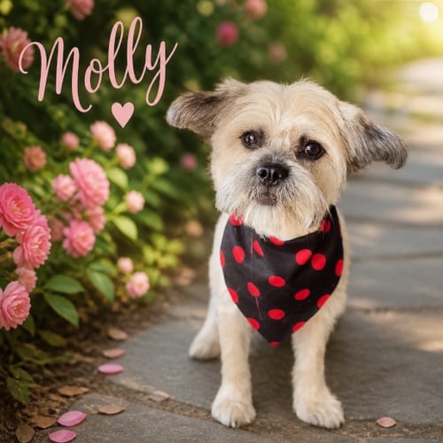 Photo of Molly, adoptable Maltese in Menifee, California
