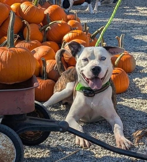 Photo of Grafix, adoptable American Pit Bull Terrier in Germantown, Ohio