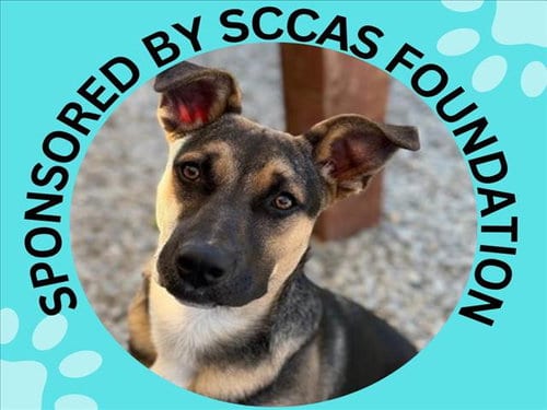 Photo of Bruno, adoptable German Shepherd Dog in Santa Cruz, California
