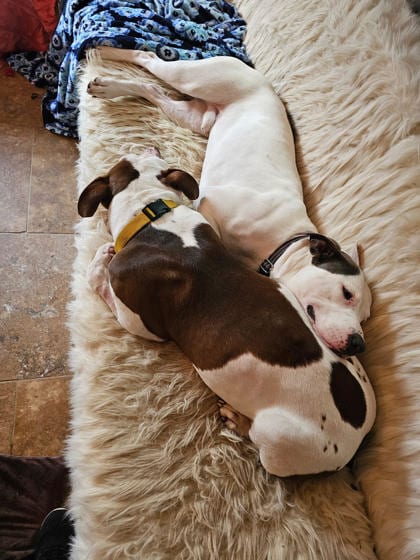 Photo of Spot - IN FOSTER, adoptable dog in Chamblee, Georgia