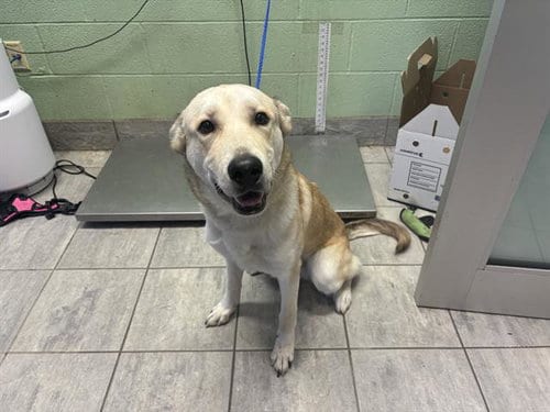 Photo of Maki, adoptable Siberian Husky in Grand Prairie, Texas