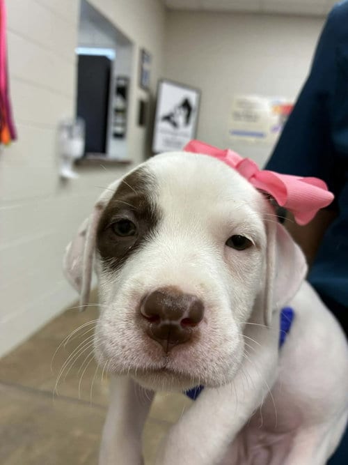 Photo of Puppy B (NY-Emily), adoptable Bulldog in SHERBURNE, New York