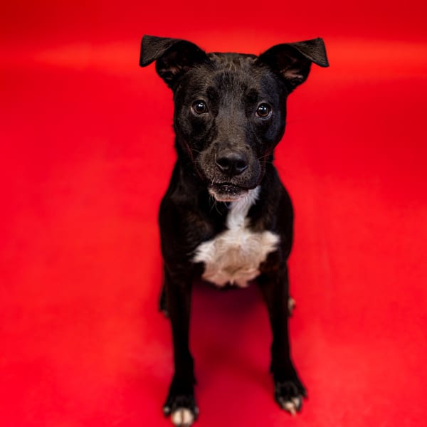 Photo of Anise, adoptable Pit Bull cross in Lawrenceville, Georgia