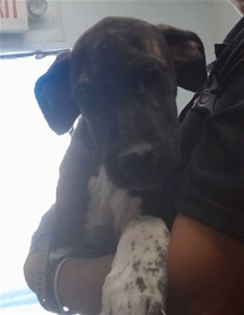 Photo of Fancy, adoptable Pit Bull Terrier in San Bernardino, California