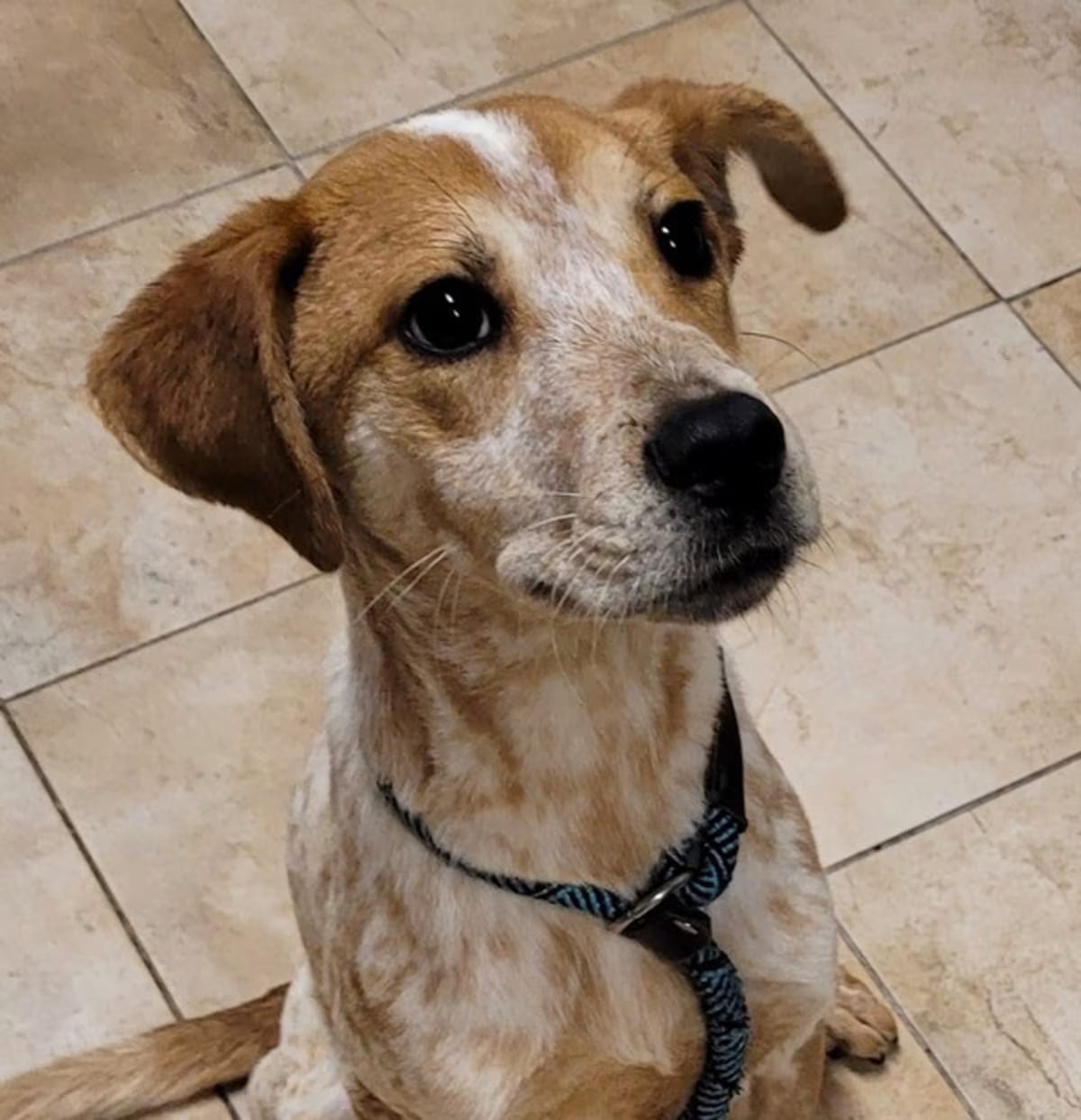 Photo of Michael, adoptable Australian Cattle Dog in Troutdale, Oregon