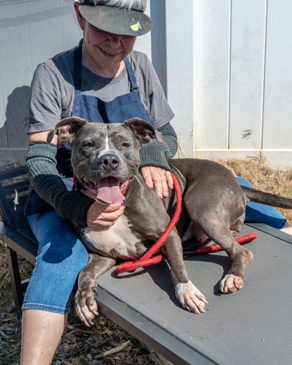 Photo of Arugula, adoptable dog in Chamblee, Georgia