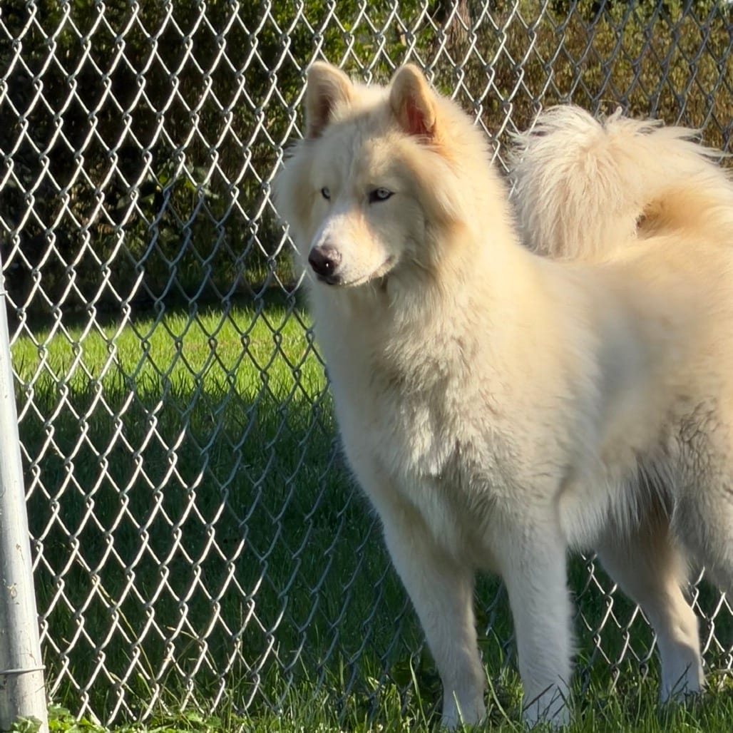 Photo of Tofu, adoptable Husky in Marshalltown, Iowa