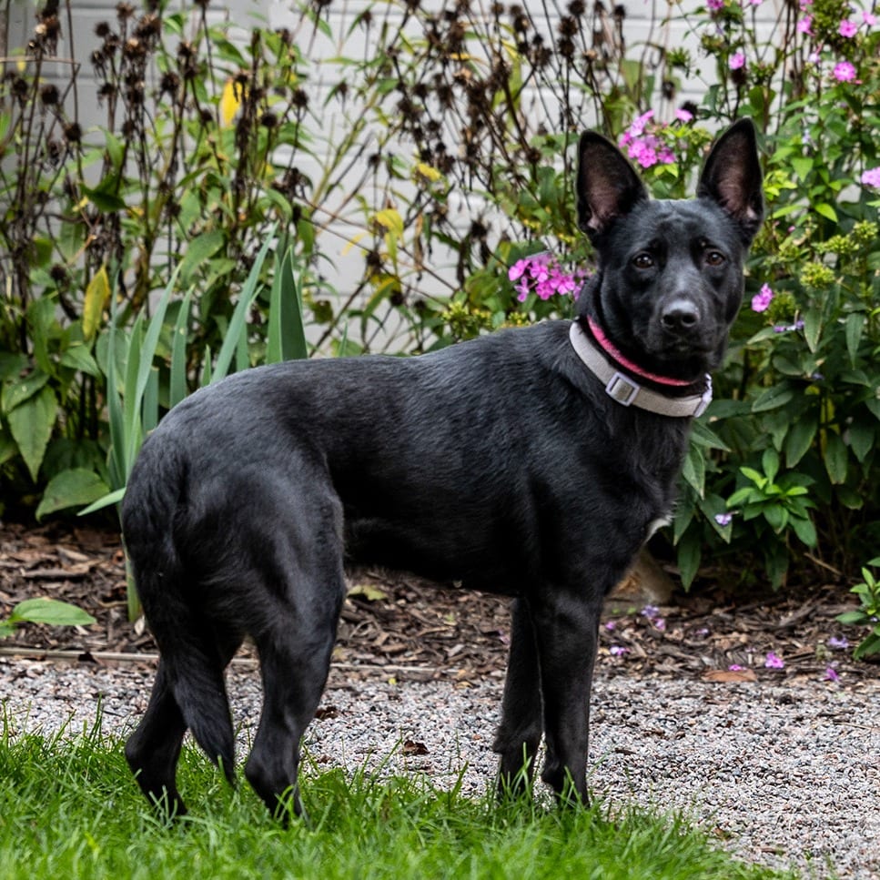 Photo of Trixie, adoptable Shepherd, German / Terrier in Council Bluffs, Iowa