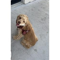 Photo of Oliver, adoptable Cockapoo in Doral, Florida