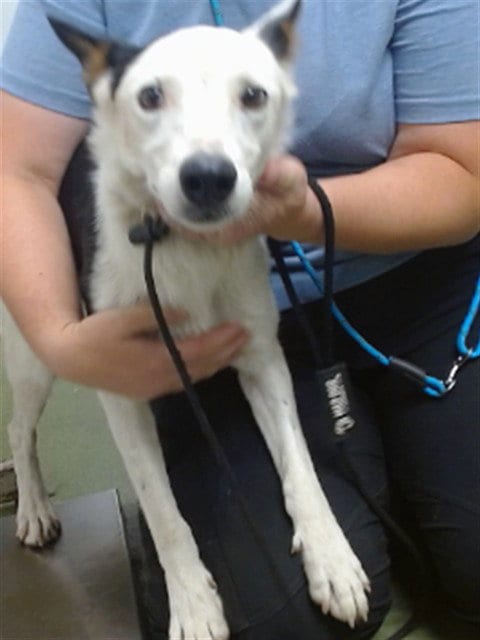Photo of Kaya, adoptable Australian Shepherd in San Bernardino, California