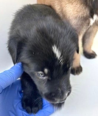 Photo of A661731, adoptable Labrador Retriever in Houston, Texas