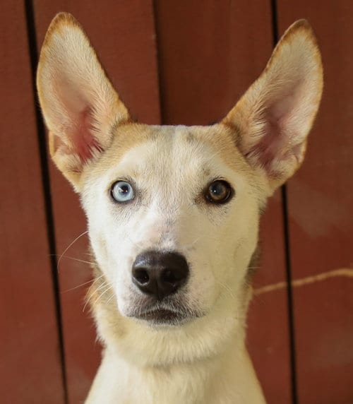 Photo of Jubilee, adoptable Husky in Oakland Park, Florida