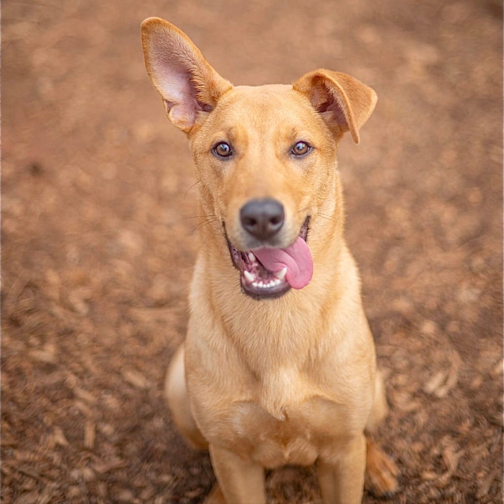 Photo of Shep, adoptable Mixed Breed (Medium) in Decatur, Georgia