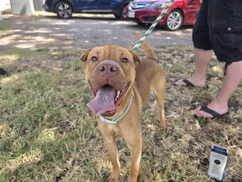 Photo of Sammy, adoptable Chinese Shar-Pei in Garland, Texas