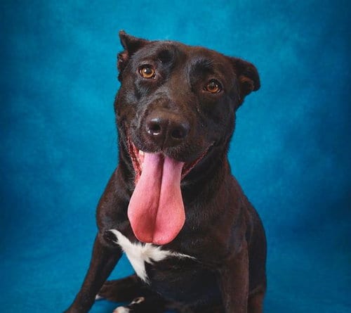 Photo of Arch, adoptable American Pit Bull Terrier in Pearland, Texas