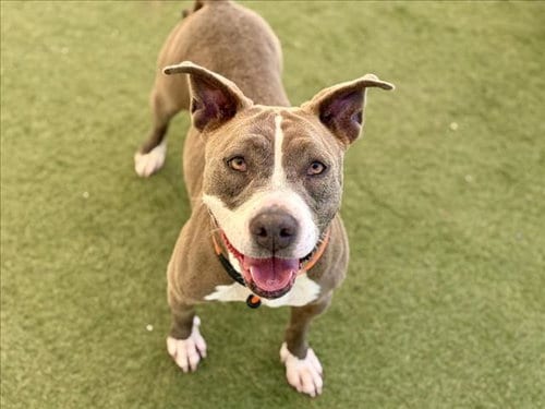 Photo of Jazzy, adoptable Pit Bull Terrier in Los Angeles, California