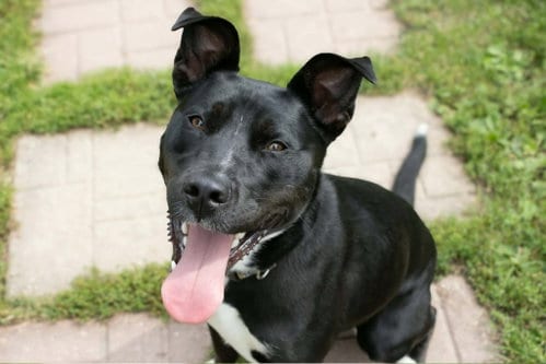 Photo of Nala, adoptable Pit Bull Terrier in AUSTIN, Minnesota
