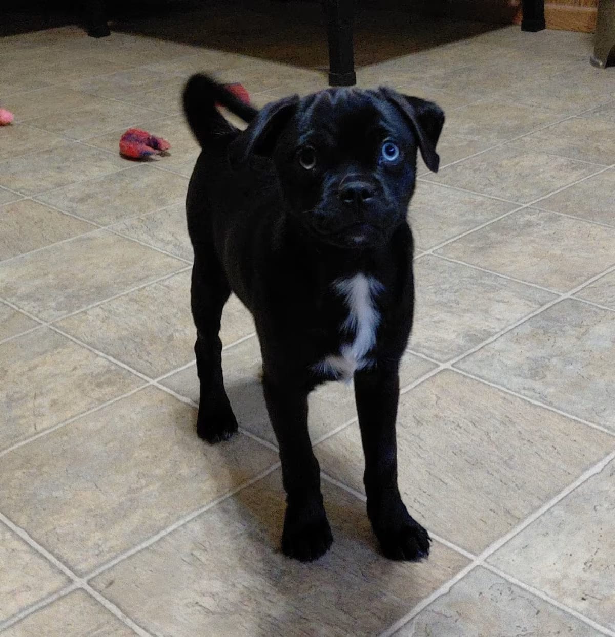 Photo of Shania KS, adoptable Pug Australian Shepherd in Everett, Washington