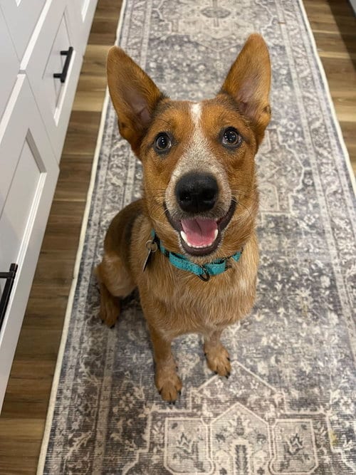 Photo of Wyatt, adoptable Australian Cattle Dog/Blue Heeler in Garden City, New York