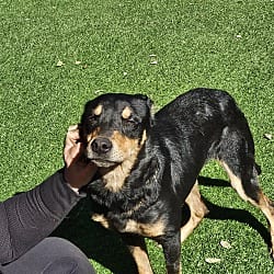 Photo of Blaze, adoptable Mixed Breed (Medium) in Riverview, Florida