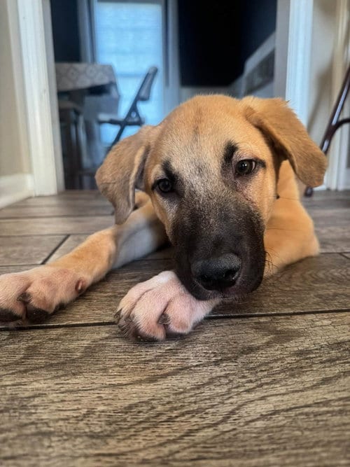 Photo of Charlie, adoptable Shepherd in Libertyville, Illinois
