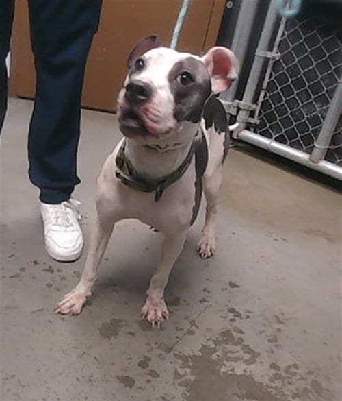 Photo of Trucker, adoptable American Pit Bull Terrier in Phoenix, Arizona