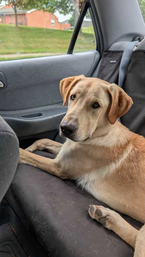 Photo of Duke, adoptable Great Dane in Silver Spring, Maryland