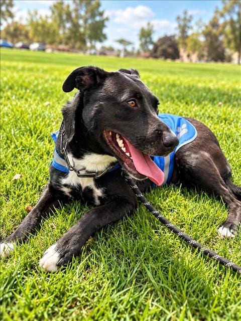 Photo of Nero, adoptable Pit Bull Terrier in Los Angeles, California