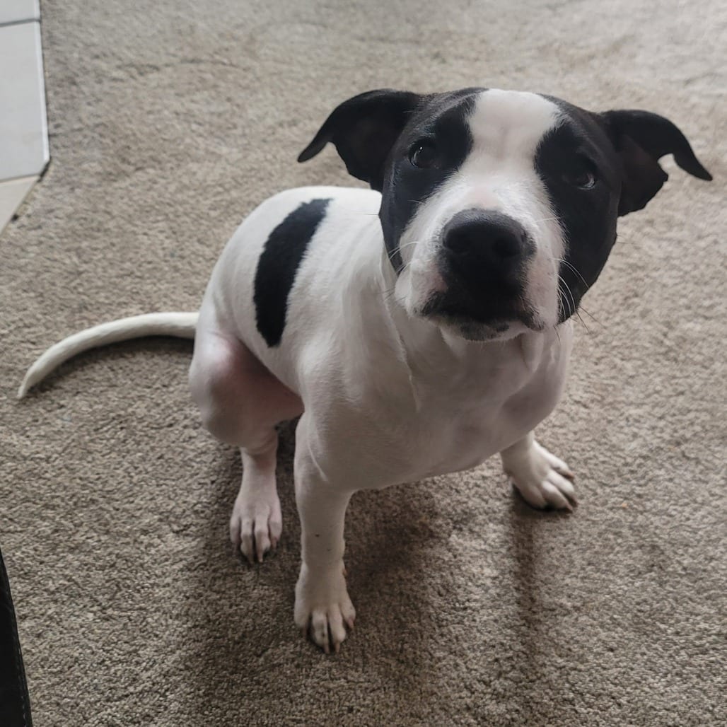 Photo of Zander, adoptable Mixed Breed (Medium)