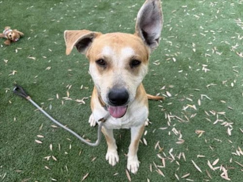 Photo of Saturn, adoptable Labrador Retriever in Los Angeles, California