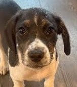 Photo of Aries, adoptable Border Collie in Tabernash, Colorado