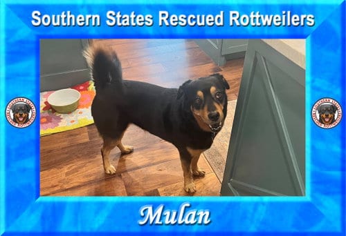 Photo of Mulan, adoptable Unknown breed (short coat) in White Hall, Arkansas
